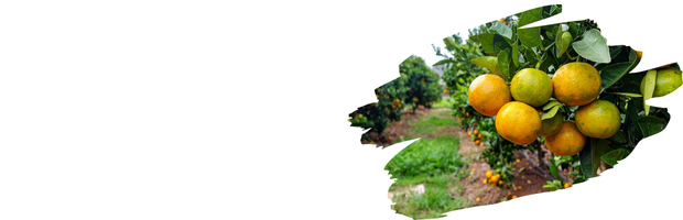 和歌山みかん畑の様子