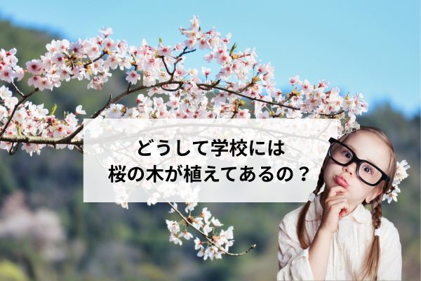 学校に桜が多い本当の理由とは？美しさの裏にある歴史
